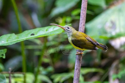 Little Spiderhunter, Arachnothera longirostra