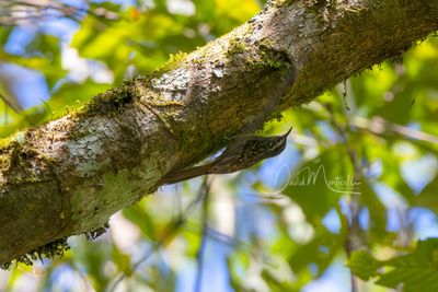 Hume's Treecreeper, Certhia manipurensis