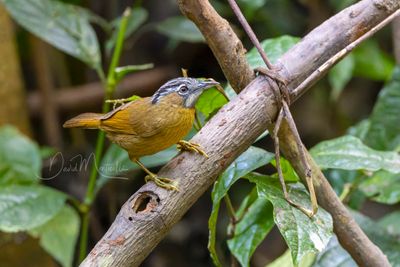Grey-throated Babbler, Stachyris nigriceps