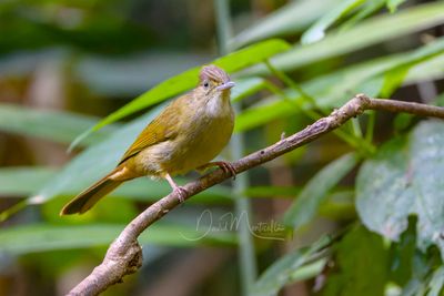 Grey-eyed Bulbul, Iole propinqua