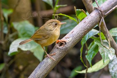 Buff-breasted Babbler, Pellorneum tickelli