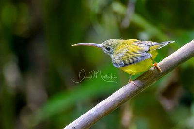 Little Spiderhunter, Arachnothera longirostra