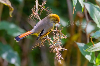 Chestnut-tailed Minla, Actinodura strigula