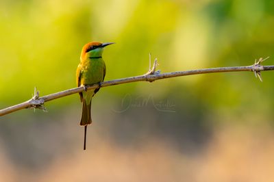 Asian Green Bee-eater, Merops orientalis
