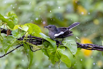 Oriental Magpie-Robin, Copsychus saularis