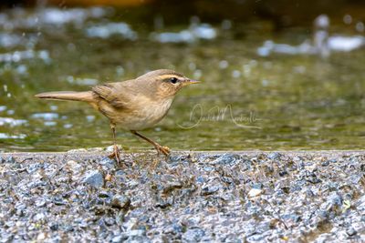 Dusky Warbler, Phylloscopus fuscatus