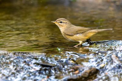 Dusky Warbler, Phylloscopus fuscatus