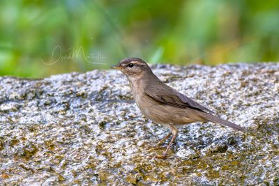 Dusky Warbler, Phylloscopus fuscatus