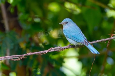Verditer Flycatcher, Eumyias thalassinus
