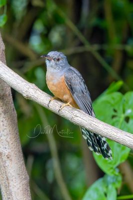 Plaintive Cuckoo, Cacomantis merulinus