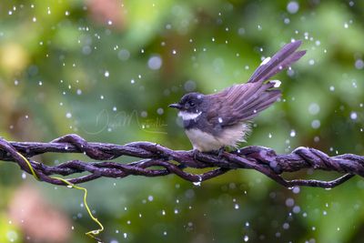 Malaysian Pied Fantail, Rhipidura javanica
