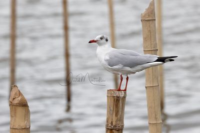 Brown-headed Gull, Chroicocephalus brunnicephalus