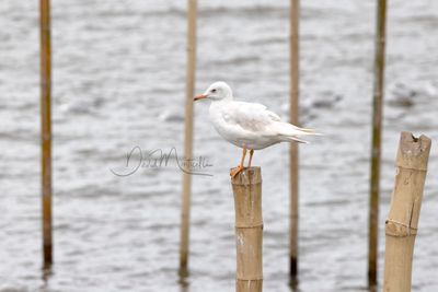 Brown-headed Gull, Chroicocephalus brunnicephalus