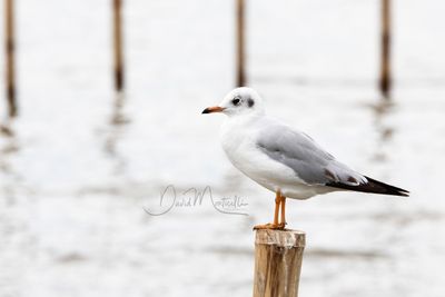 Brown-headed Gull, Chroicocephalus brunnicephalus