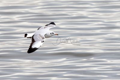 Brown-headed Gull, Chroicocephalus brunnicephalus