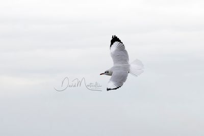 Brown-headed Gull, Chroicocephalus brunnicephalus