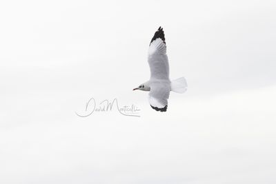 Brown-headed Gull, Chroicocephalus brunnicephalus