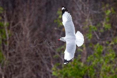 Brown-headed Gull, Chroicocephalus brunnicephalus