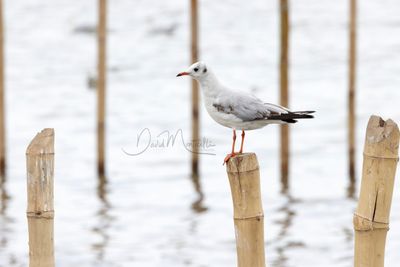 Brown-headed Gull, Chroicocephalus brunnicephalus