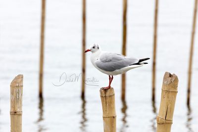 Brown-headed Gull, Chroicocephalus brunnicephalus