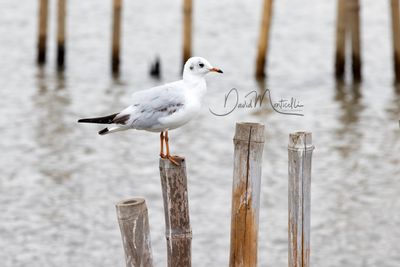 Brown-headed Gull, Chroicocephalus brunnicephalus