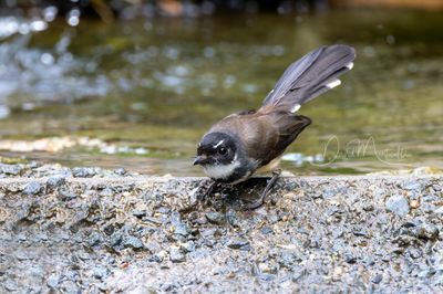 Malaysian Pied Fantail, Rhipidura javanica