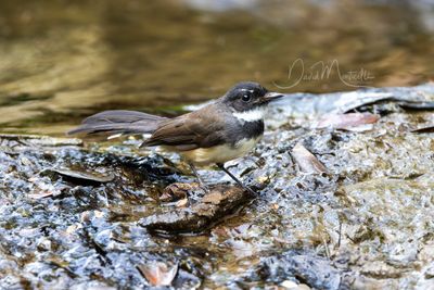 Malaysian Pied Fantail, Rhipidura javanica