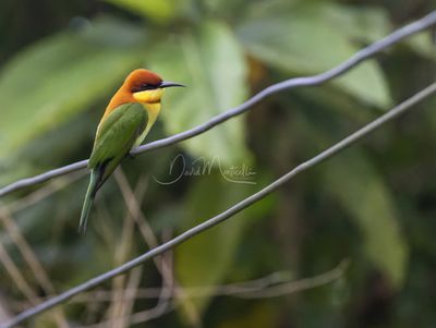 Chestnut-headed Bee-eater, Merops leschenaulti