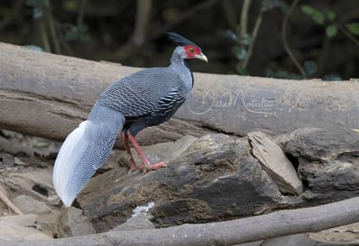 Kalij Pheasant, Lophura leucomelanos