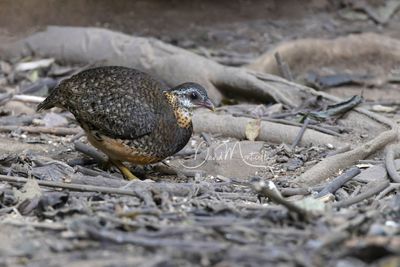 Scaly-breasted Partridge, Tropicoperdix chloropus