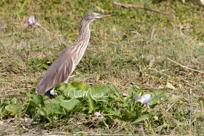Chinese Pond Heron, Ardeola bacchus