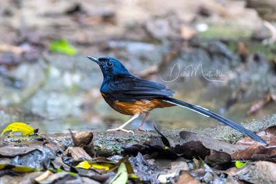 White-rumped Shama, Copsychus malabaricus
