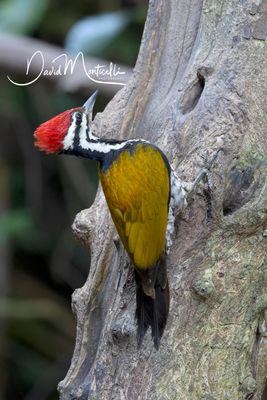 Common Flameback, Dinopium javanense