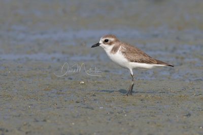 Tibetan Sand Plover, Anarhynchus atrifrons