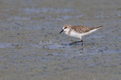 Red-necked Stint, Calidris ruficollis