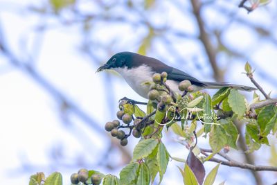 Black-backed Sibia, Heterophasia melanoleuca