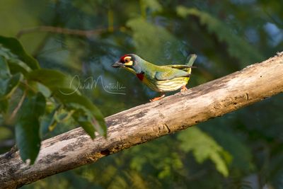 Coppersmith Barbet, Psilopogon haemacephalus