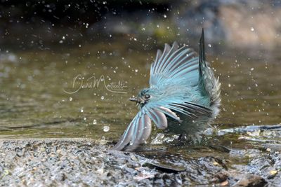 Verditer Flycatcher, Eumyias thalassinus