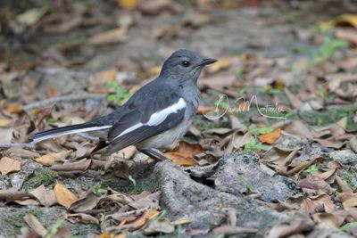Oriental Magpie-Robin, Copsychus saularis