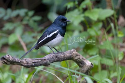 Oriental Magpie-Robin, Copsychus saularis