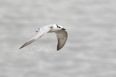 Whiskered Tern, Chlidonias hybrida
