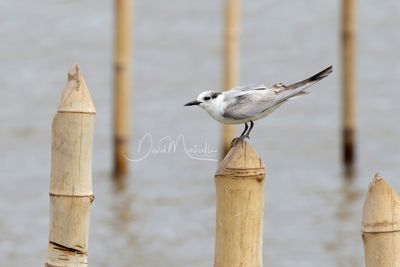 Whiskered Tern, Chlidonias hybrida