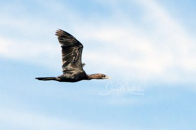 Little cormorant, Microcarbo niger