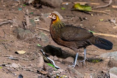 Red Junglefowl, Gallus gallus