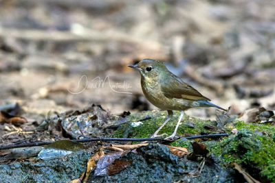 Siberian Blue Robin, Larvivora cyane