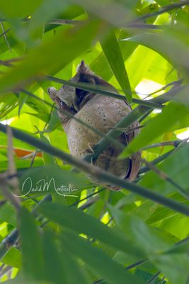 White-fronted Scops-Owl, Otus sagittatus
