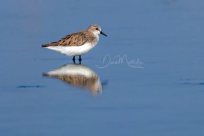 Red-necked Stint, Calidris ruficollis
