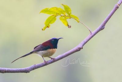 Black-throated Sunbird, Aethopyga saturata