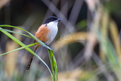 Long-tailed Shrike, Lanius schach