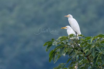 Eastern Cattle-Egrets, Ardea coromanda